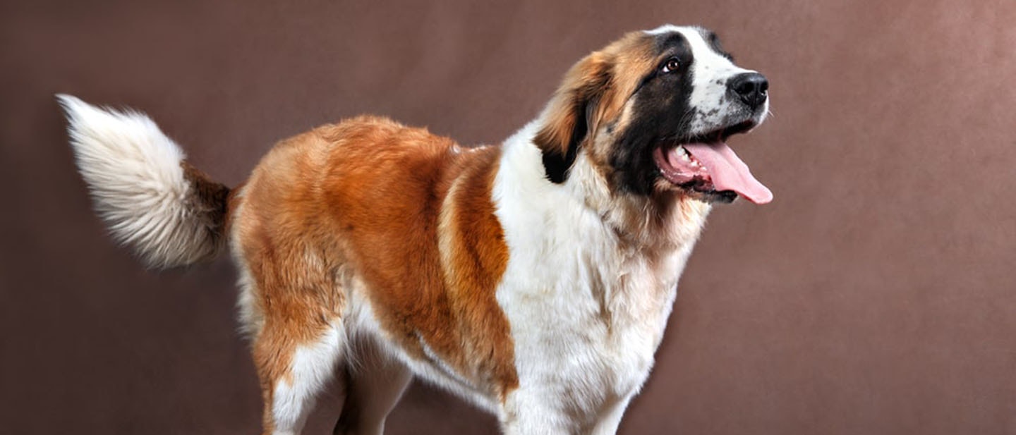 żywienie-psa-sprawdzone-porady-jak-żywić-psa-min