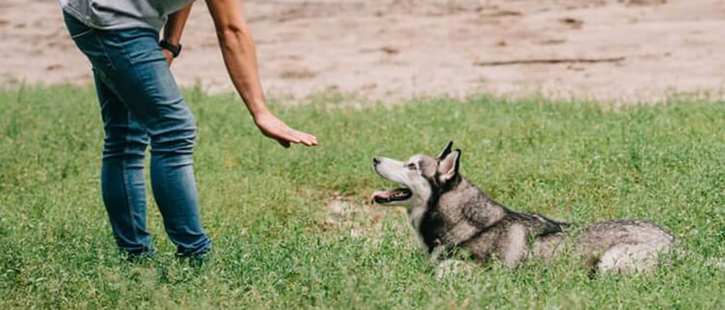 Behawiorysta psi - kim jest i kiedy nale¥y si® do niego zgêosiå