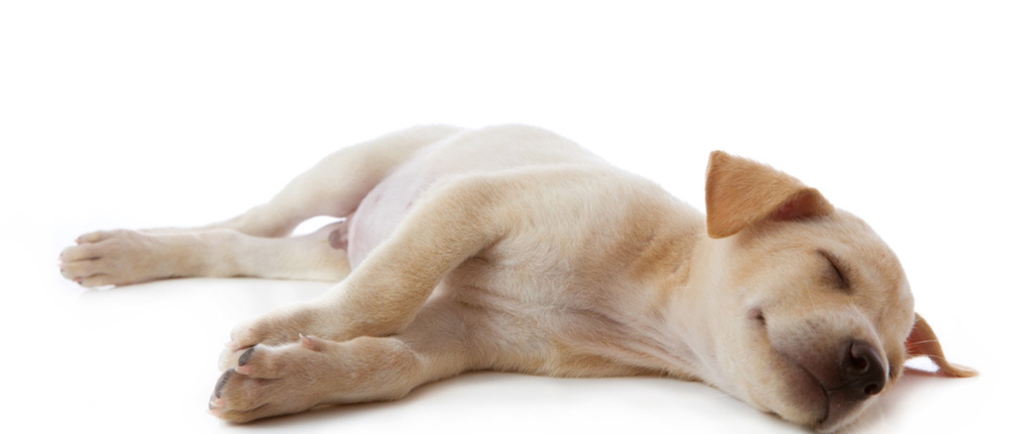 Chrapanie u psa - niepokoj•cy objaw czy uroczy nawyk