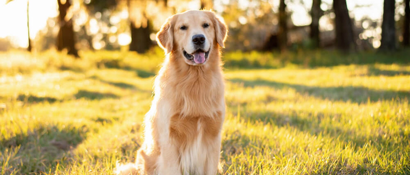 CZIPOWANIE PSA – CO TO ZA ZABIEG?