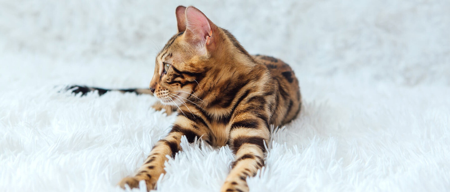 DOMOWE JEDZENIE DLA KOTA CZY GOTOWE JEDZENIE OD PRODUCENTA KT‡RE WYBRAè