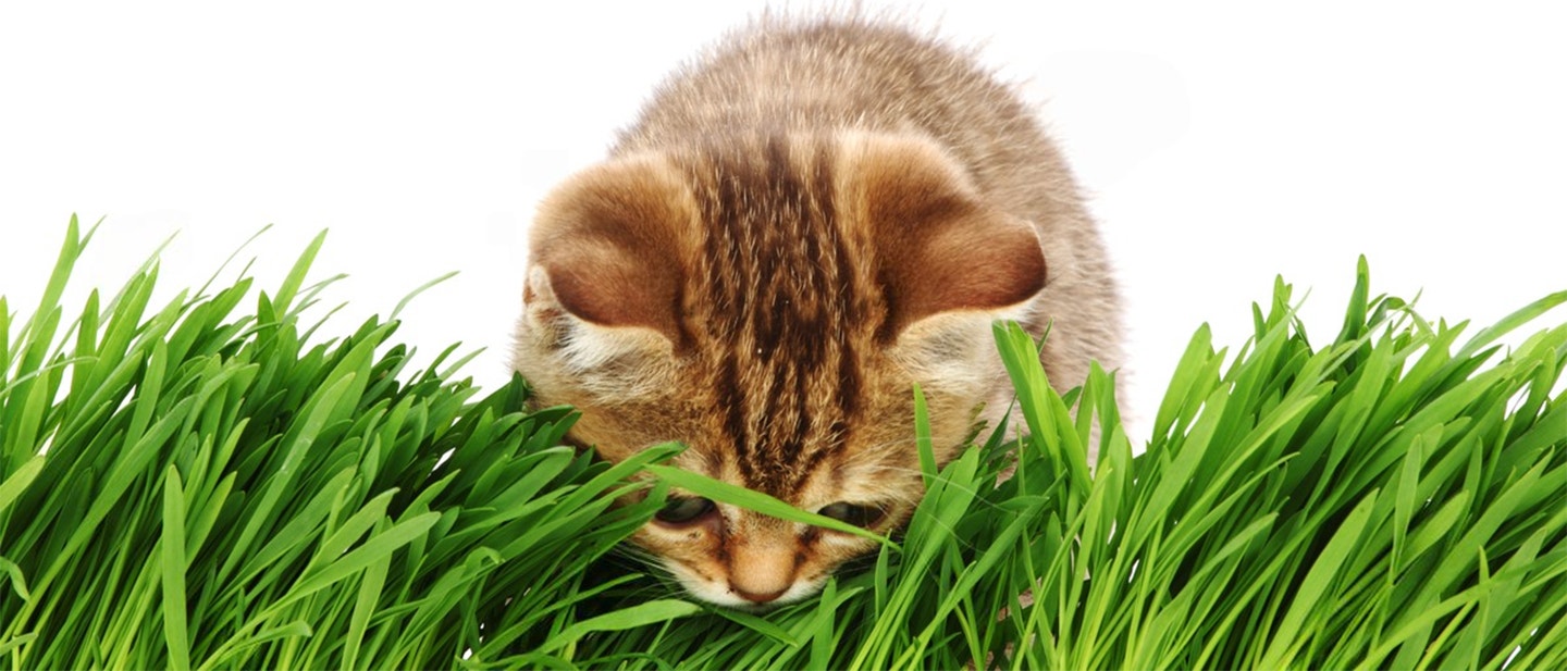 KOCIMIĘTKA DLA KOTA - JAK DZIAŁA? CO TRZEBA WIEDZIEĆ?