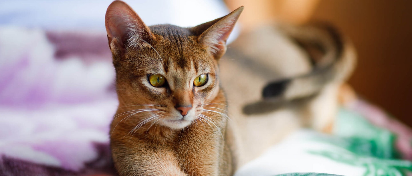 HAMAK DLA KOTA JAK GO ZROBIè