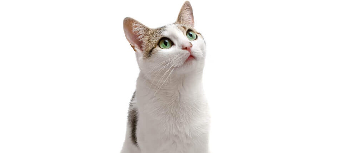 ILE RAZY DZIENNIE KARMIè MAùEGO KOTA