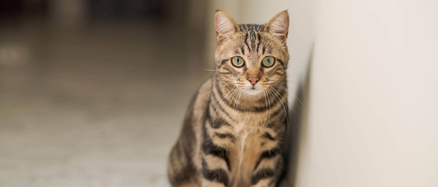 KOT NIE CHCE JEóè SPRAWDç, JAKIE MOG§ BYè PRZYCZYNY