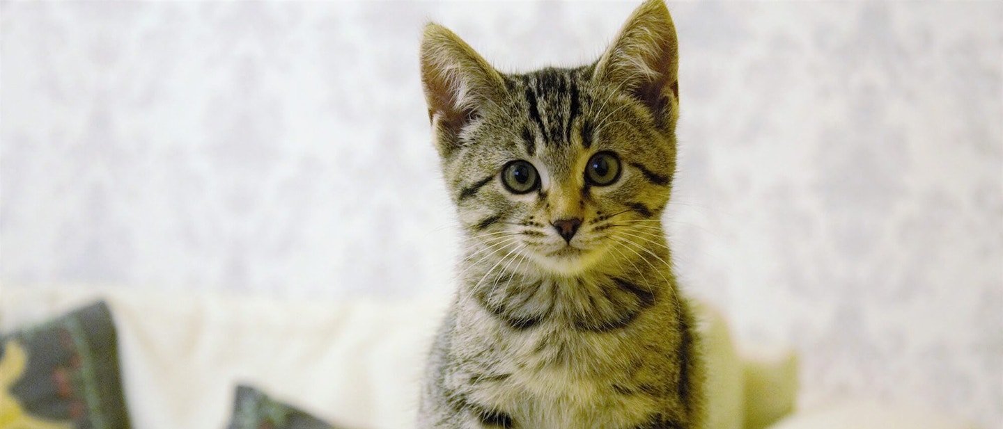 MRUCZENIE KOTA – DLACZEGO KOT MRUCZY