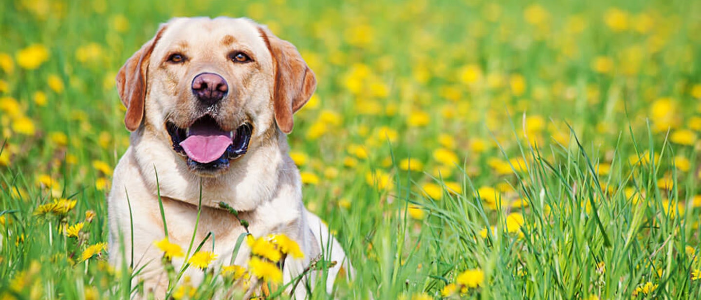 Niestrawność u psa - co może ją powodować