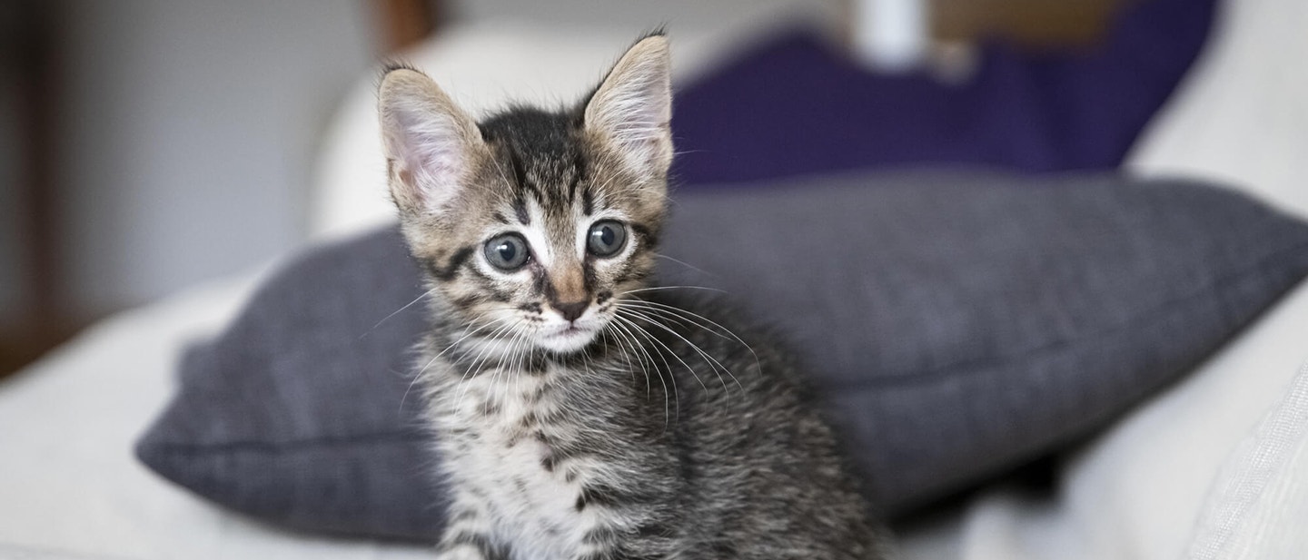 O CZYM óWIADCZY MIAUCZENIE KOTA