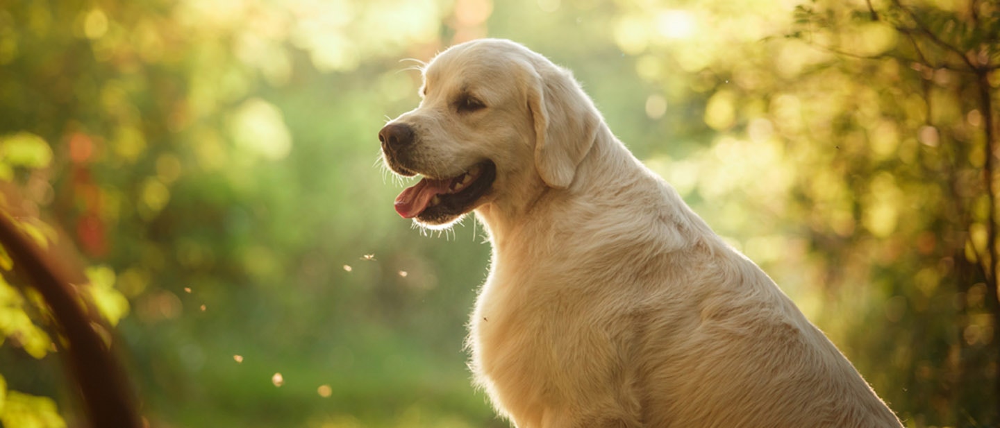 Obroæa czy szelki - co jest lepsze