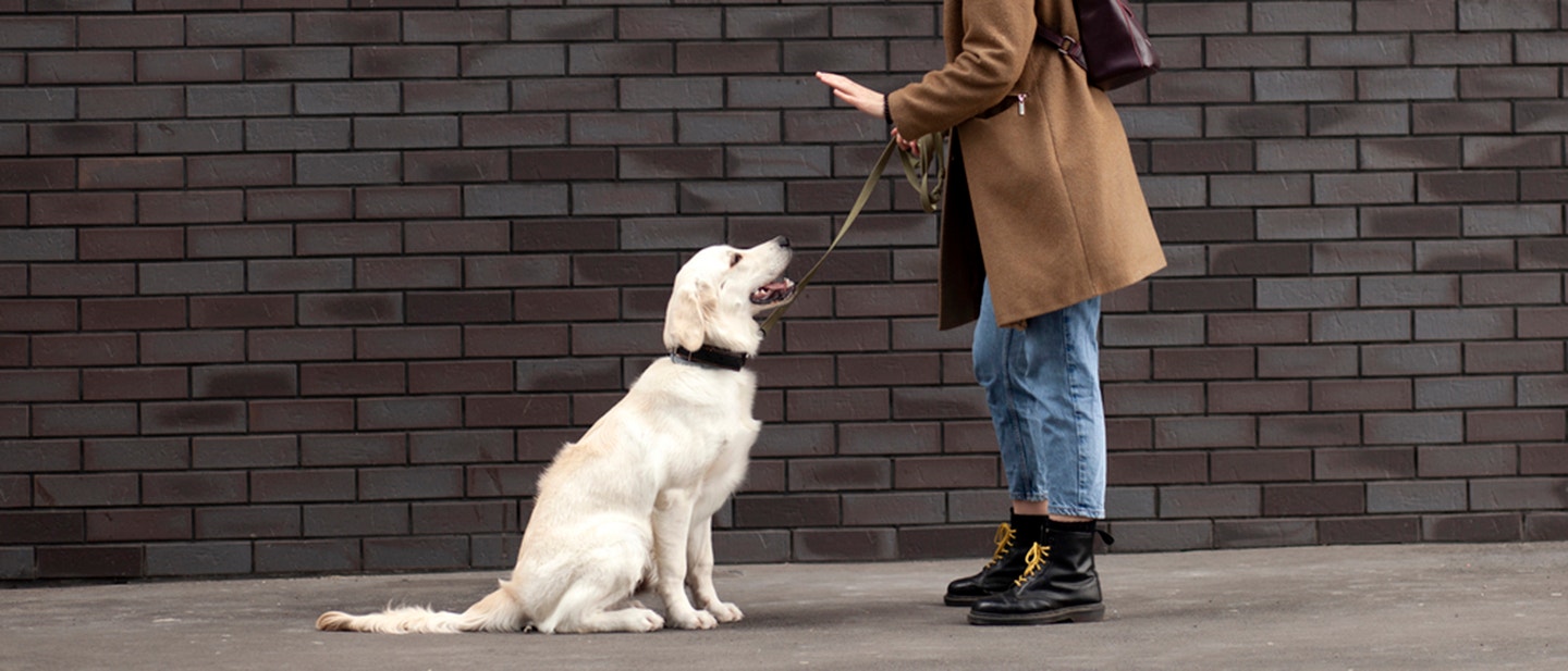 Pies ci•gnie na smyczy - jak oduczy tego nawyku