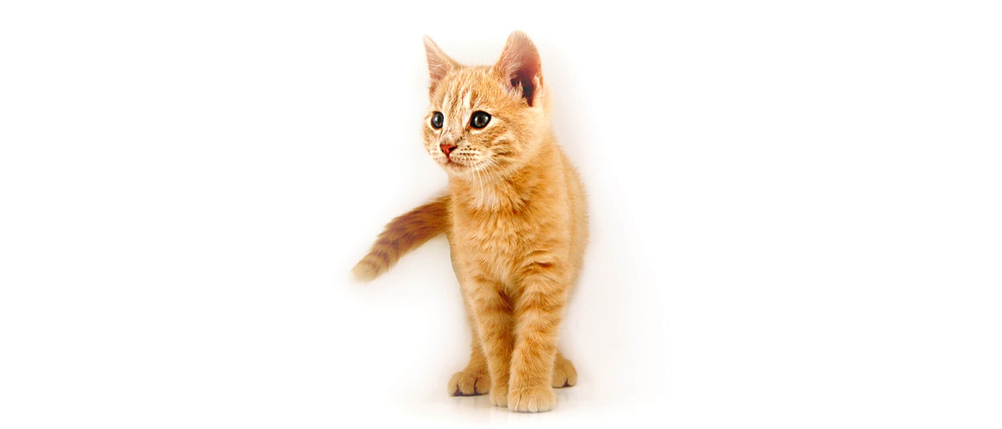 RELAKSUJ§CE WAKACJE DLA CIEBIE I TWOJEGO KOTA