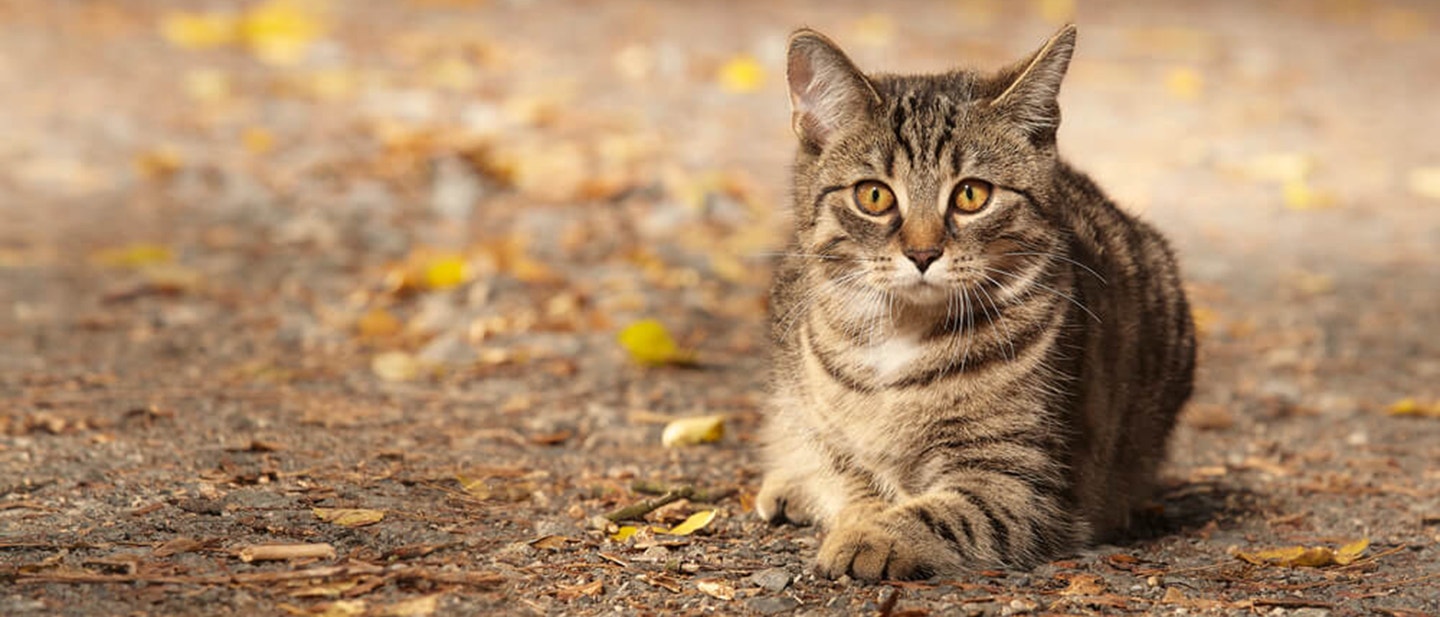 SUCHY NOS U KOTA – O CZYM MOŻE ŚWIADCZYĆ?