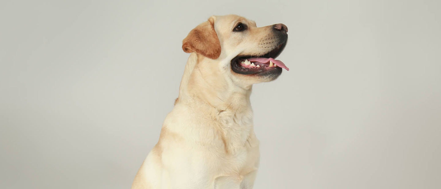 ZDROWE JEDZENIE DLA PSA – CO WARTO PODAWAĆ CZWORONOGOW