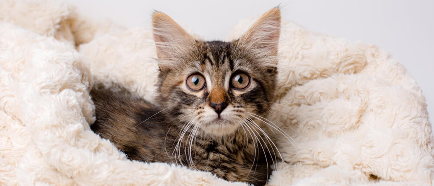 JAKA JEST DŁUGOŚĆ ŻYCIA KOTA?