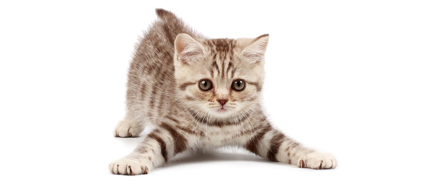 ZAKŁACZENIE U KOTA – OBJAWY I LECZENIE