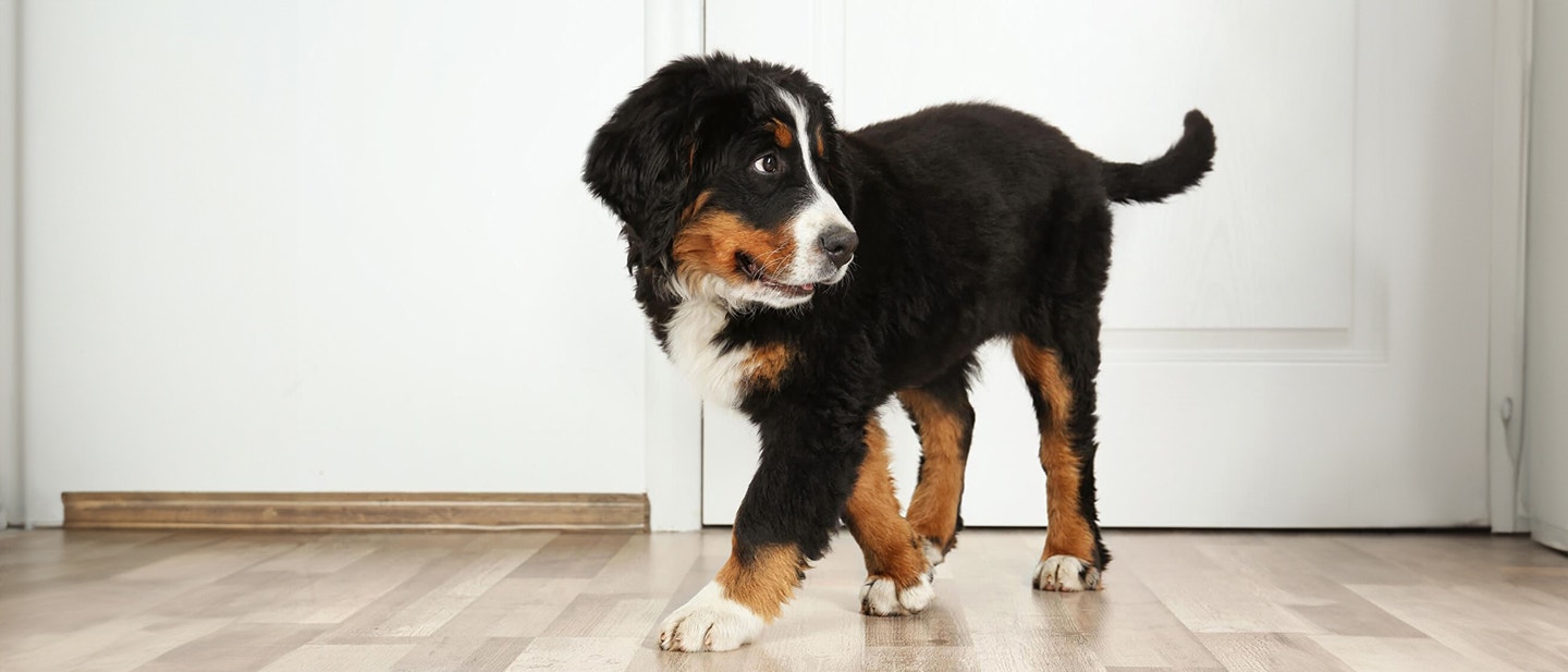 ZOSTAWIANIE PSA SAMEGO