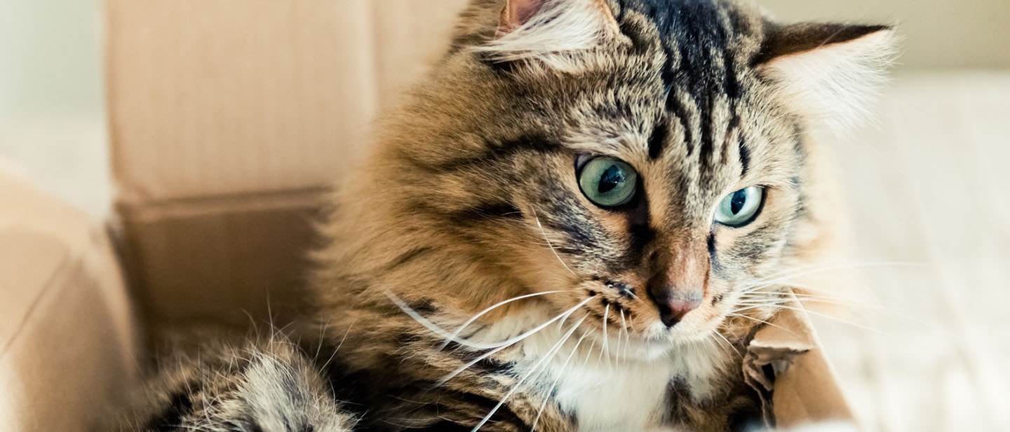 JAK ZACHĘCIĆ DO AKTYWNOŚCI KOTA ŻYJĄCEGO W DOMU?