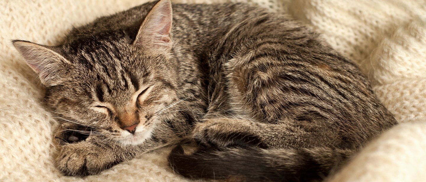 cat_m8_sleep_2