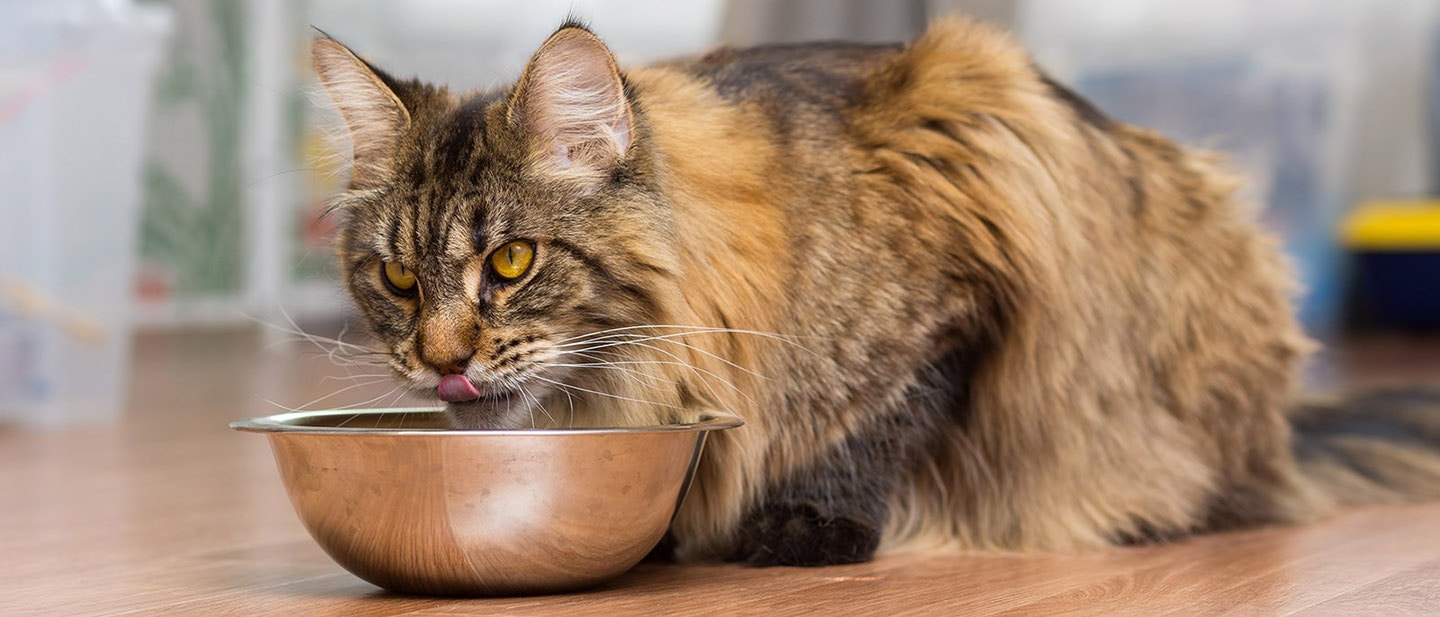 ZALETY MOKREGO POKARMU