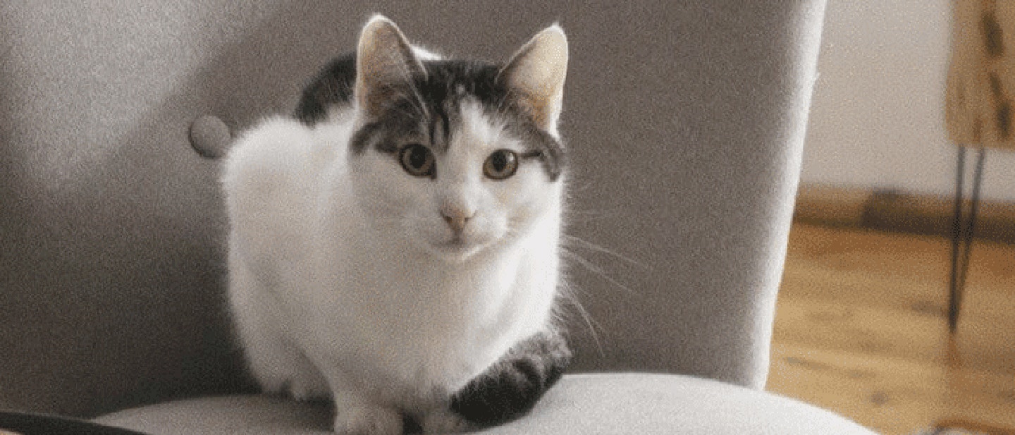 RZUĆ WYZWANIE SWOJEMU KOTU