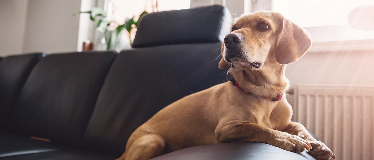 OPIEKUN ZWIERZĄT DOMOWYCH MOŻE PRZYCZYNIĆ SIĘ DO ZWIĘKSZENIA AKTYWNOŚCI FIZYCZNEJ, UMYSŁOWEJ I SPOŁECZNEJ TWOJEGO PUPILA