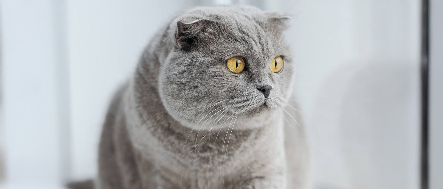 CO JE KOT? JAK GO PRAWIDŁOWO ŻYCIĆ?