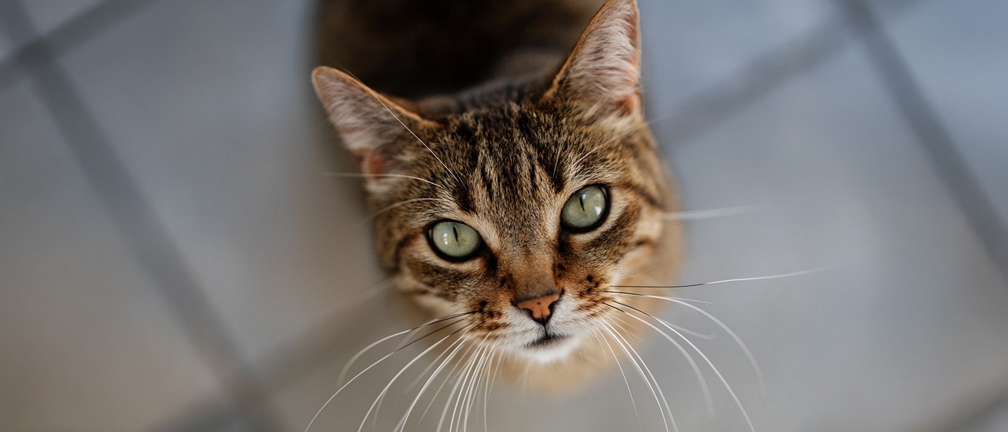 CZY KOT MOŻE JEŚĆ MAKARON