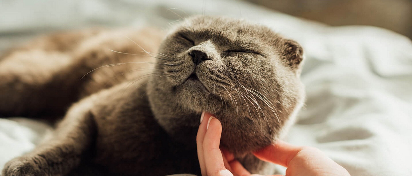 CZY KOT MOŻE JEŚĆ TYLKO SUCHĄ KARMĘ