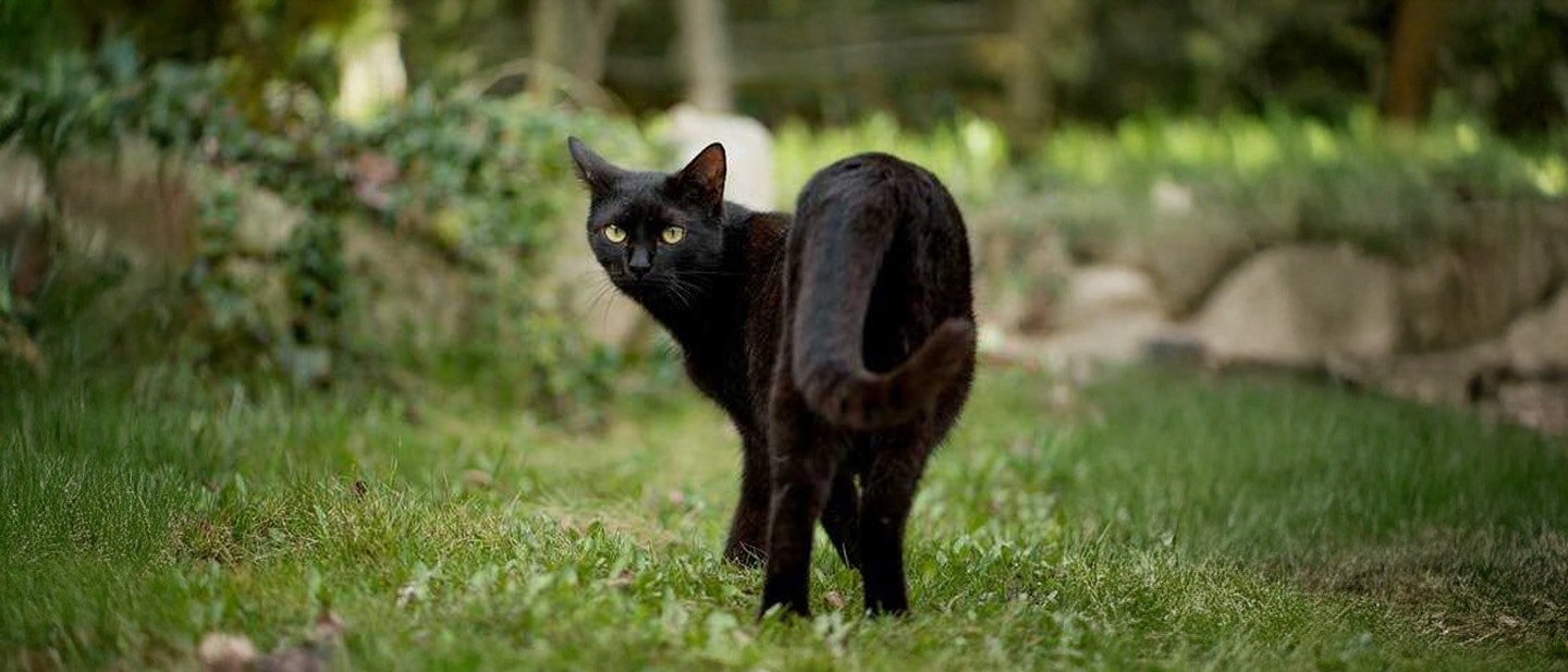 czy-storczyk-jest-trujący-dla-kota__optimized