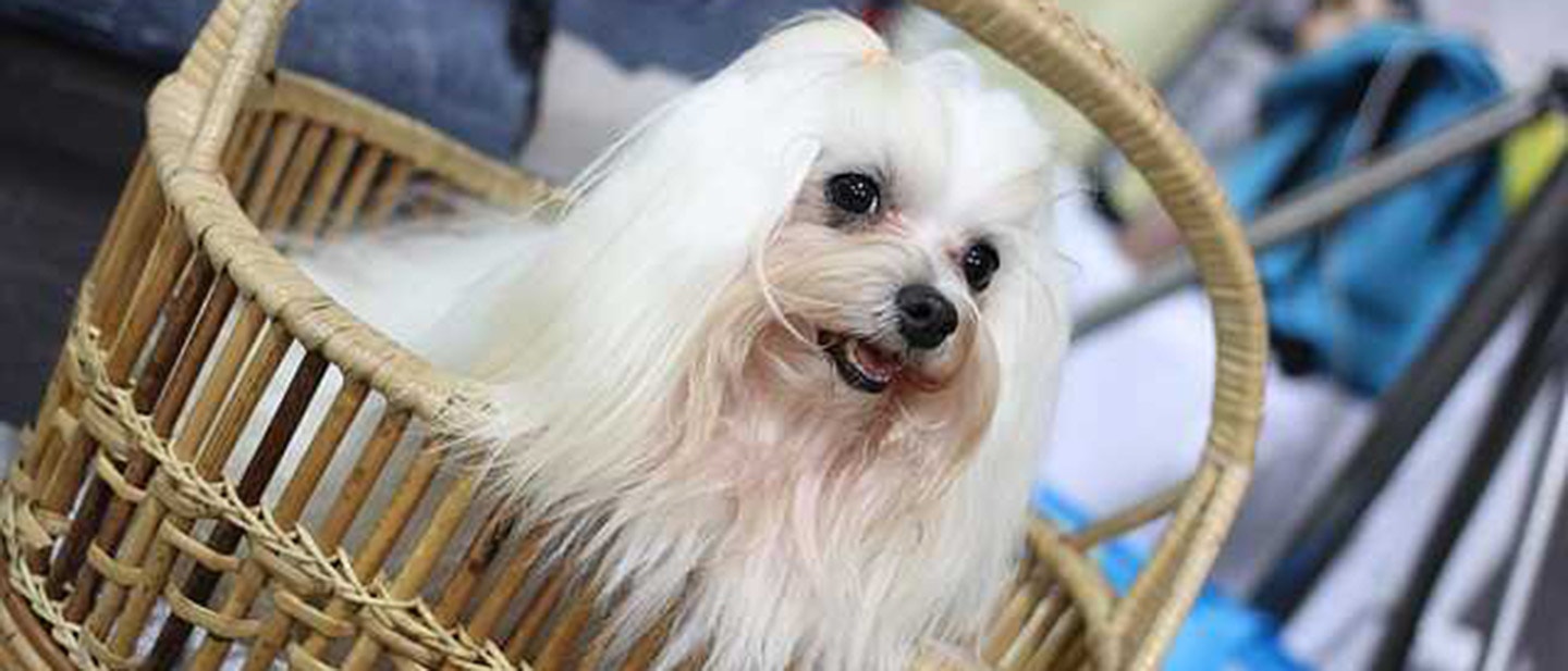 czym-karmić-psa-rasy-shih-tzu__optimized