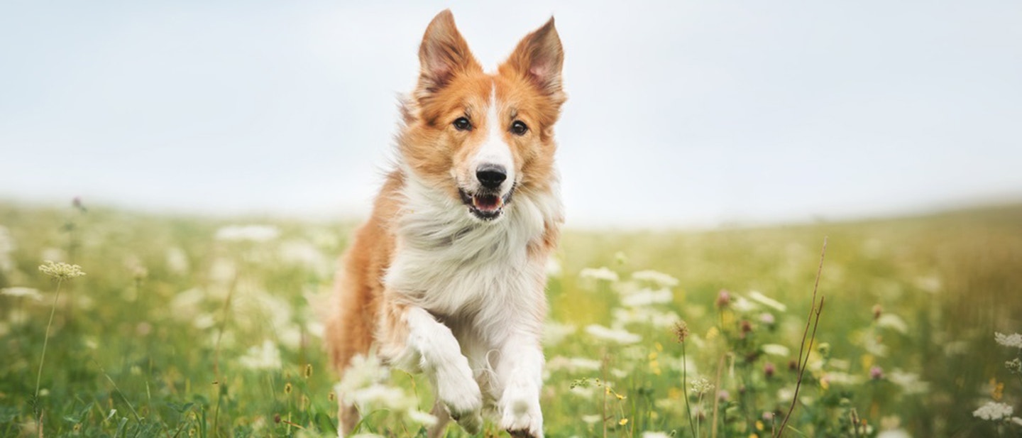 dieta-dla-psa-co-tak