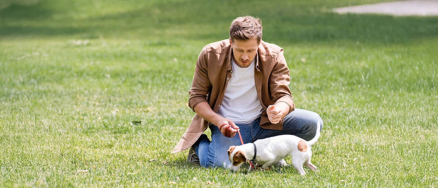 dlaczego pies je traw®