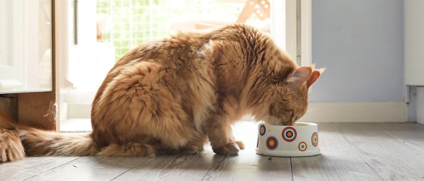 DOBRA MOKRA KARMA DLA KOTA... TO ZNACZY JAKA?