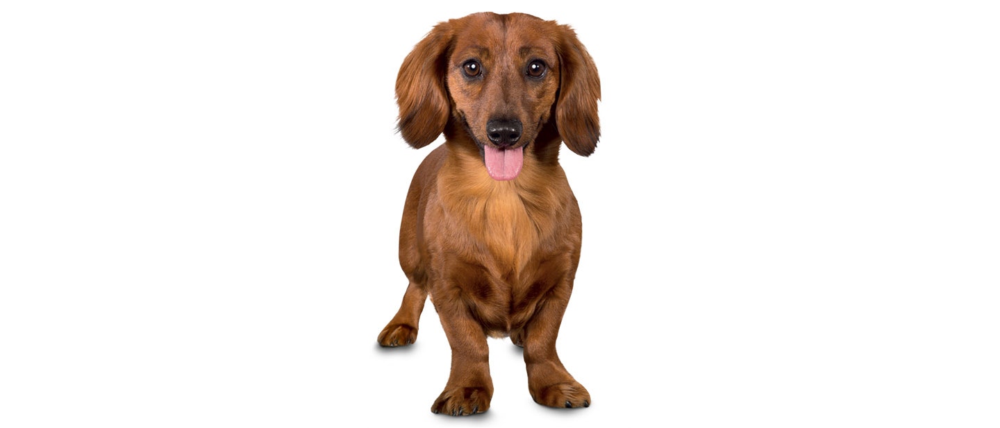 dog-video-article