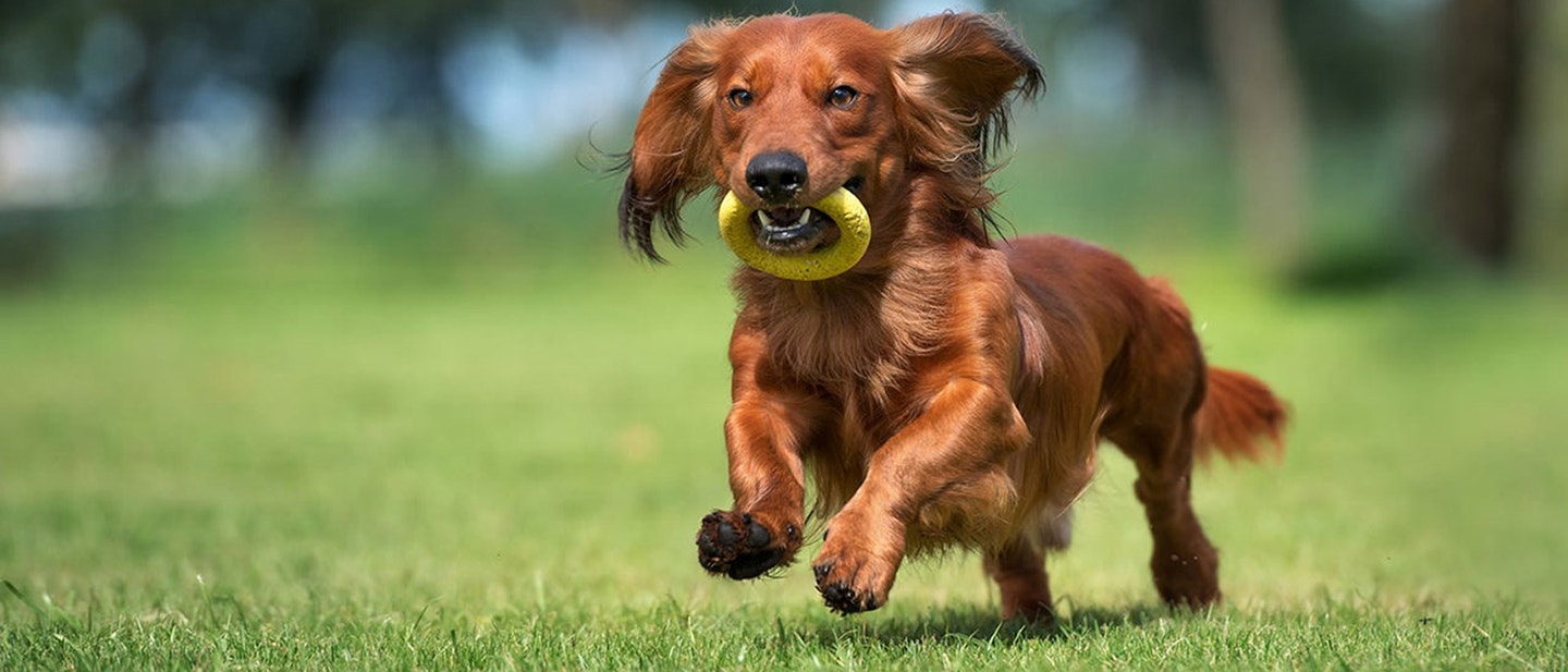 PORADNIK DOZOWANIA POKARMU DLA PSA
