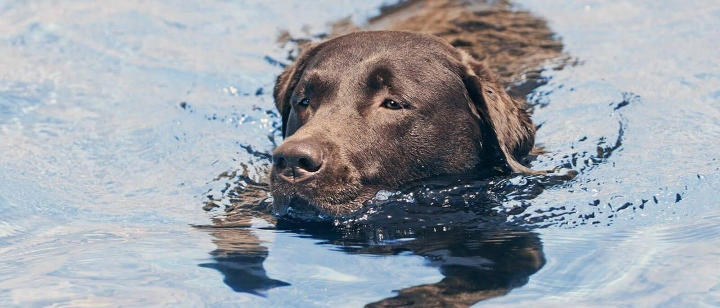 5 NAJLEPSZYCH PSICH SPORTÓW