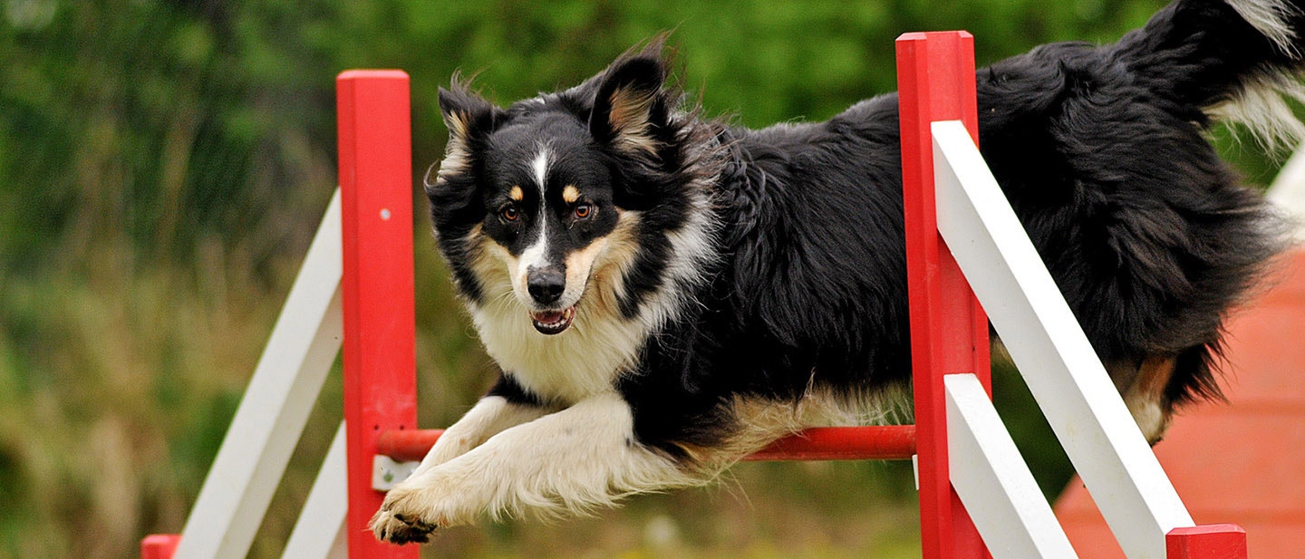 PSIE SPORTY: ZDROWIE I SZCZĘŚCIE DLA TWOJEGO PSA