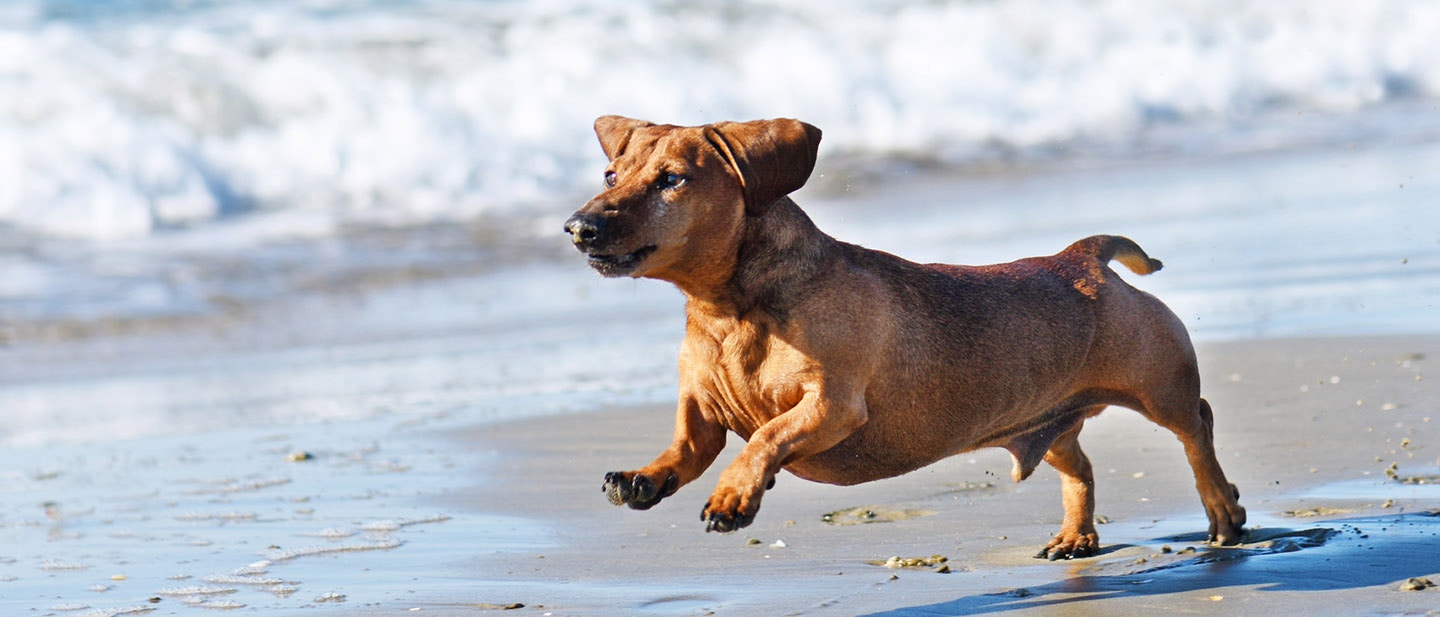 ZWIĘKSZ WITALNOŚĆ SWOJEGO PSA SENIORA