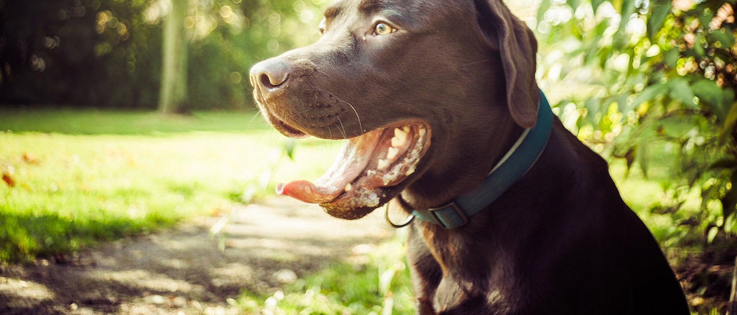JAK ZASPOKOIĆ APETYT TWOJEGO PSA