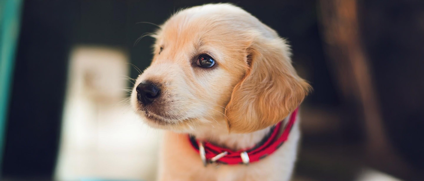 domowe jedzenie dla psa