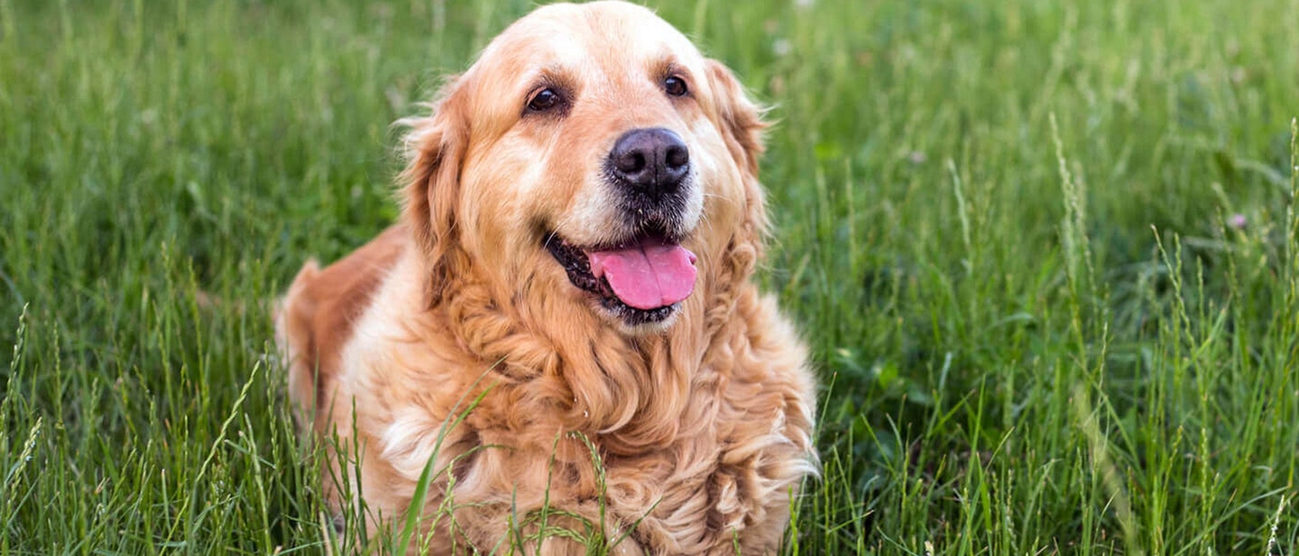 gotowane jedzenie dla psa