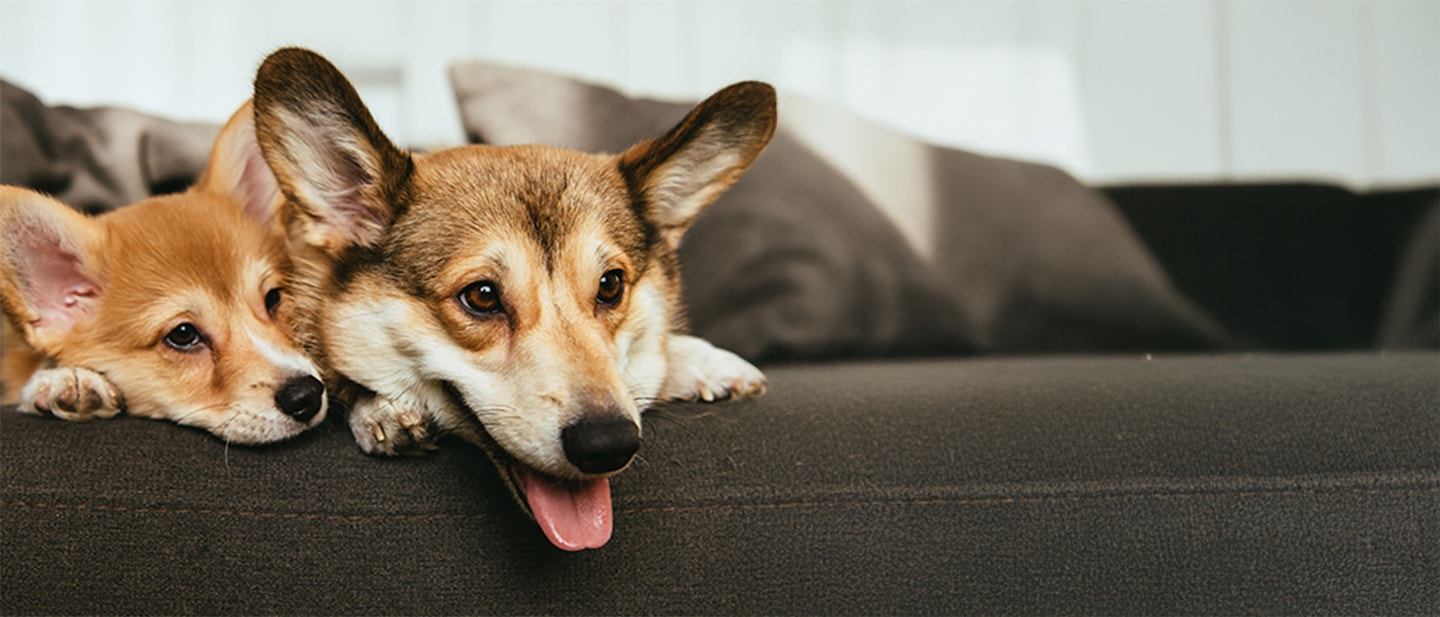 CZYM KARMIĆ PSA? ŻYWIENIE, JADŁOSPIS, PRODUKTY