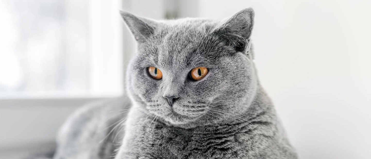 ile kosztuje utrzymanie kota