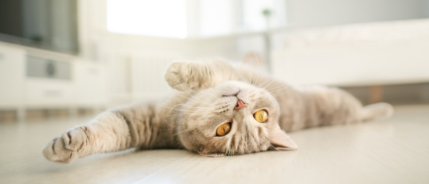 ile-powinien-jeść-kot-ile-razy-dziennie-karmić-kota-min