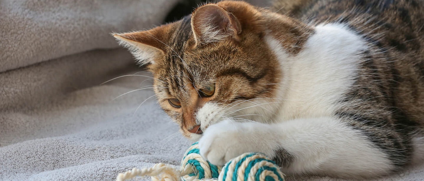 JAK SIĘ BAWIĆ Z KOTEM?