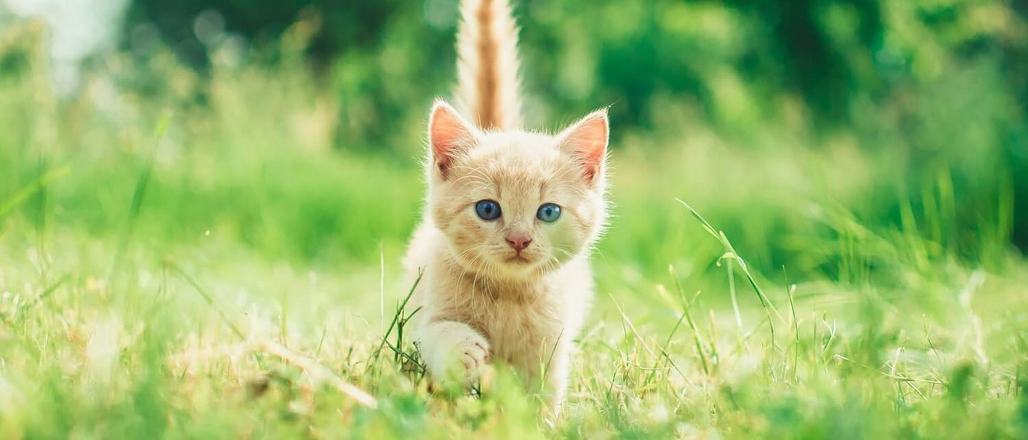 jak dêugo roİnie kot