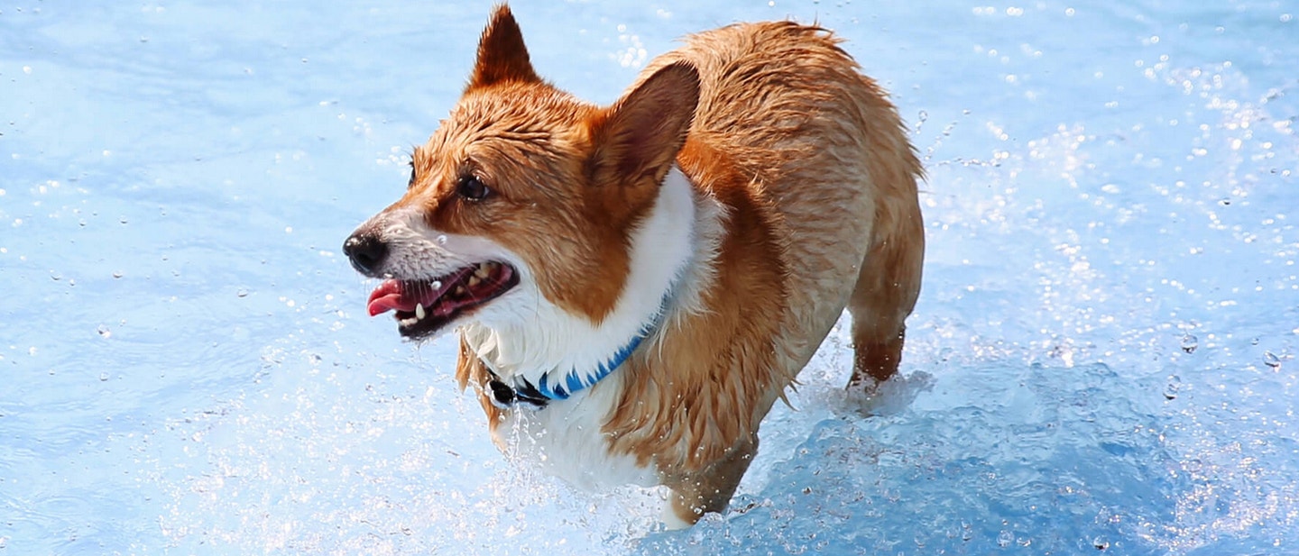 jak nauczy psa pàywania