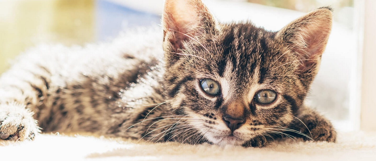 jak nauczyå kota korzystania z kuwety