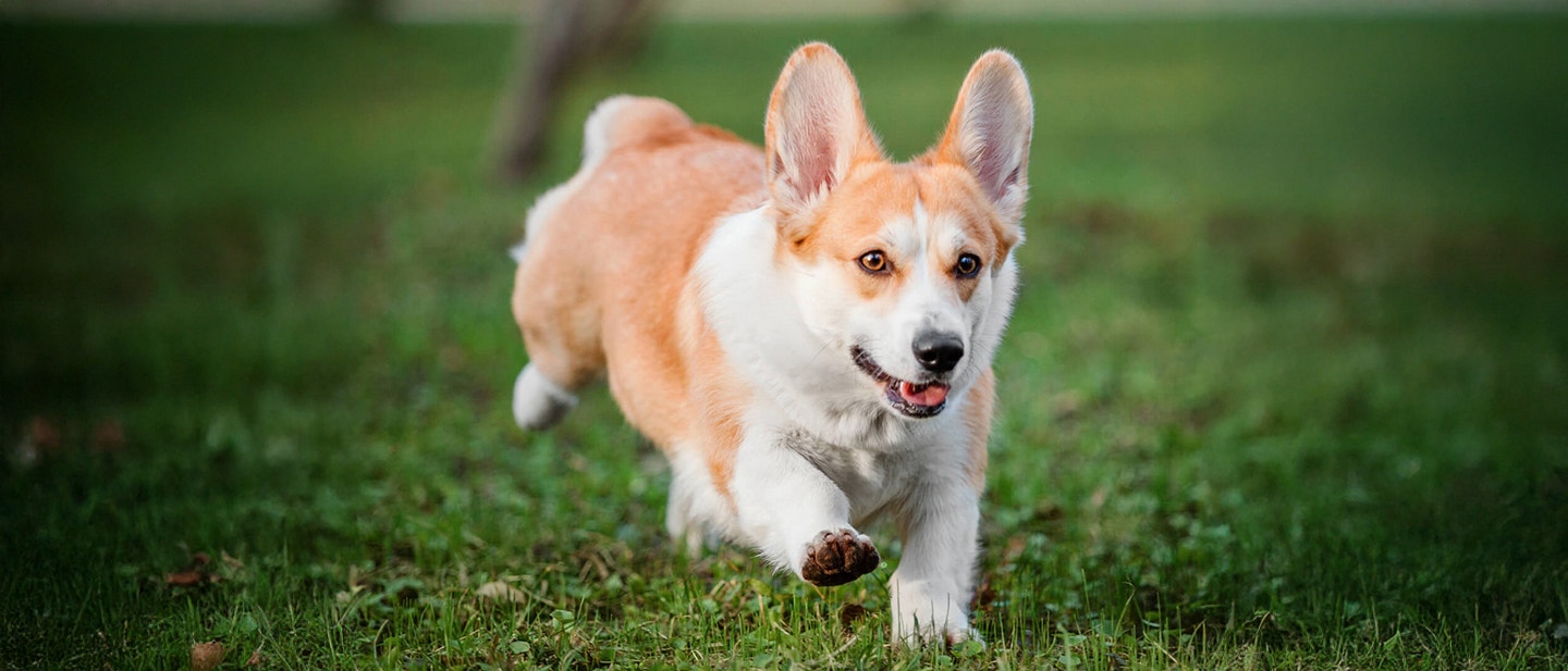 jak nauczyå psa aportowaå