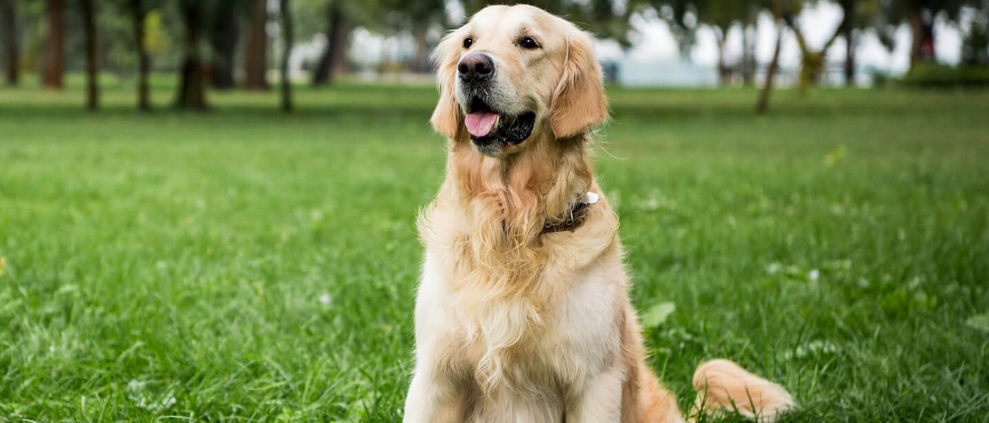 jak nauczyå psa komend